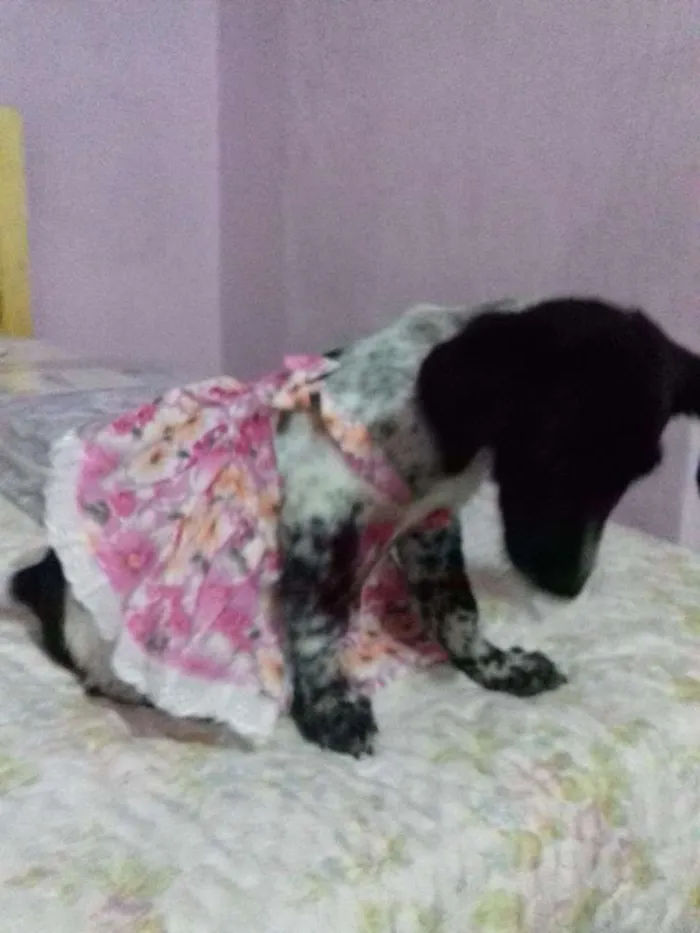Cachorro ra a Srd idade 2 a 6 meses nome Harley