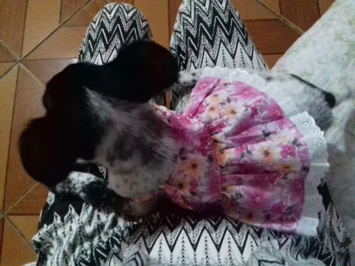 Cachorro ra a Srd idade 2 a 6 meses nome Harley