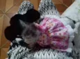 Harley