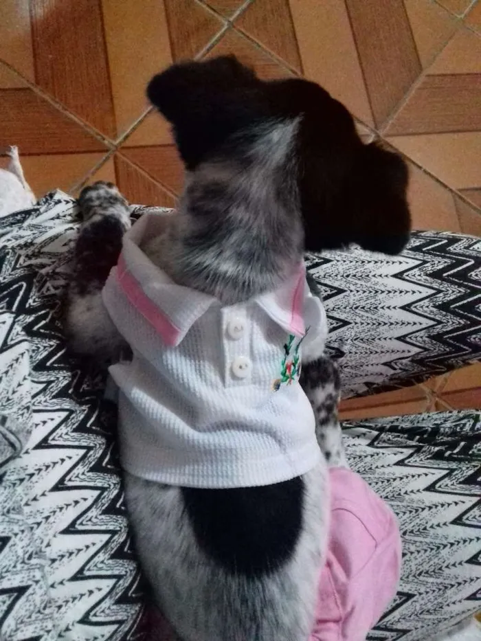 Cachorro ra a Srd idade 2 a 6 meses nome Harley