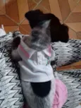 Harley