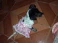 Harley