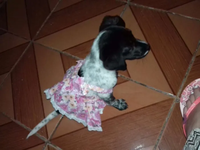 Cachorro ra a Srd idade 2 a 6 meses nome Harley