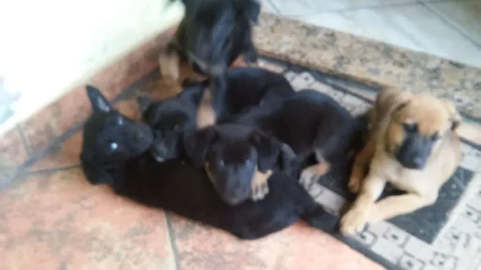 Cachorro ra a sem raca definida idade 2 a 6 meses nome ainda nao tem nome