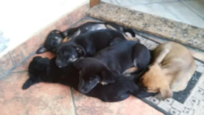 Cachorro ra a sem raca definida idade 2 a 6 meses nome ainda nao tem nome
