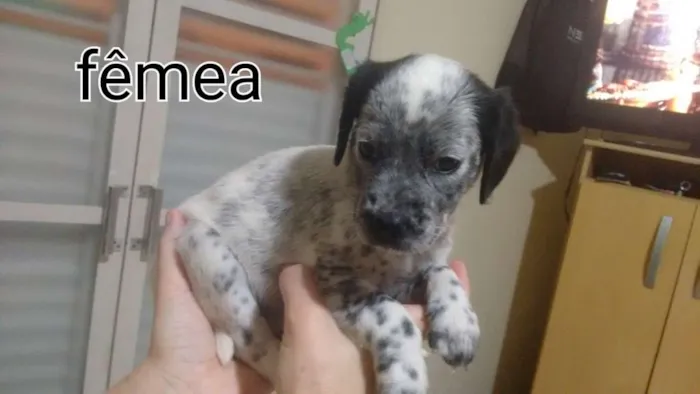 Cachorro ra a Dalmatas idade Abaixo de 2 meses nome Lili