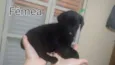 Pretinha