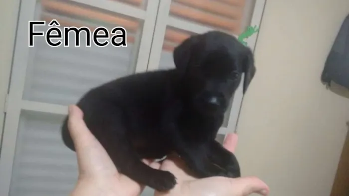 Cachorro ra a Dalmatas idade Abaixo de 2 meses nome Pretinha
