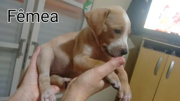 Cachorro ra a Dalmatas idade Abaixo de 2 meses nome Nina