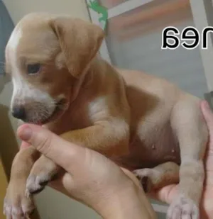 Cachorro raça Dalmatas idade Abaixo de 2 meses nome Nina