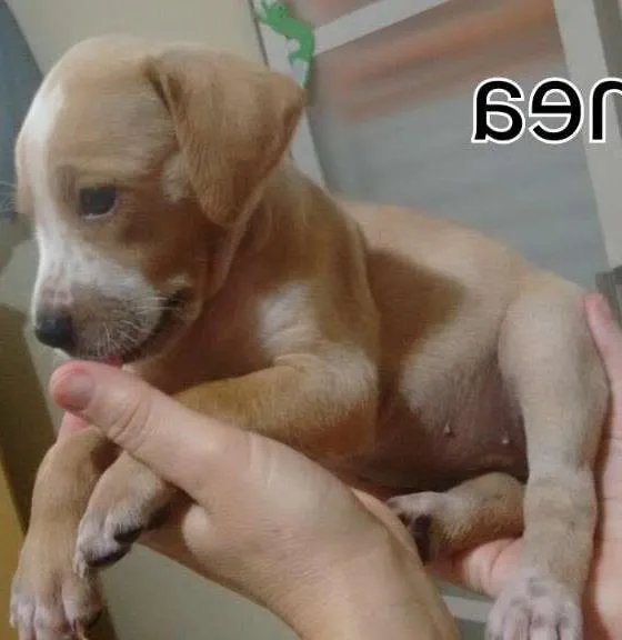 Cachorro ra a Dalmatas idade Abaixo de 2 meses nome Nina