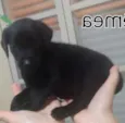 Pretinha