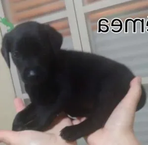 Cachorro raça Dalmatas idade Abaixo de 2 meses nome Pretinha