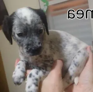 Cachorro raça Dalmatas idade Abaixo de 2 meses nome Lili