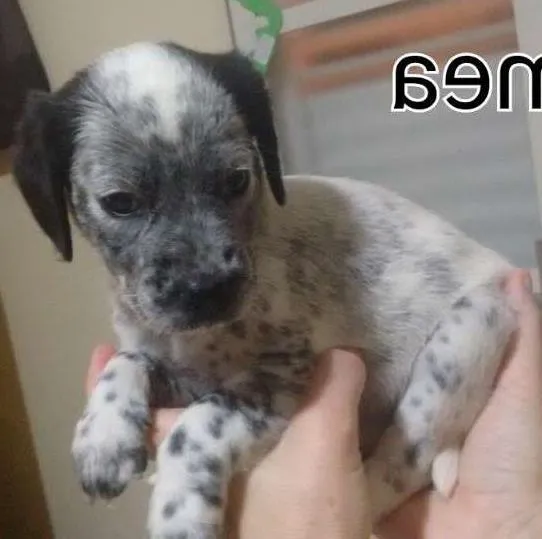 Cachorro ra a Dalmatas idade Abaixo de 2 meses nome Lili