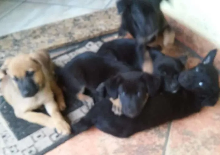 Cachorro ra a sem raca definida idade 2 a 6 meses nome ainda nao tem nome