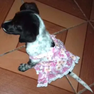 Cachorro raça Srd idade 2 a 6 meses nome Harley