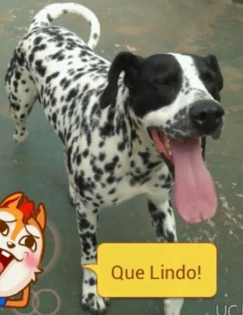 Cachorro ra a Dalmata idade 3 anos nome Freddie