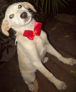 Cachorro raça SRD idade 7 a 11 meses nome CHARLOTE
