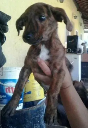 Cachorro raça SRD idade 7 a 11 meses nome CINDY