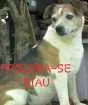 Cachorro raça Fox paulistinha  idade 6 ou mais anos nome Biau