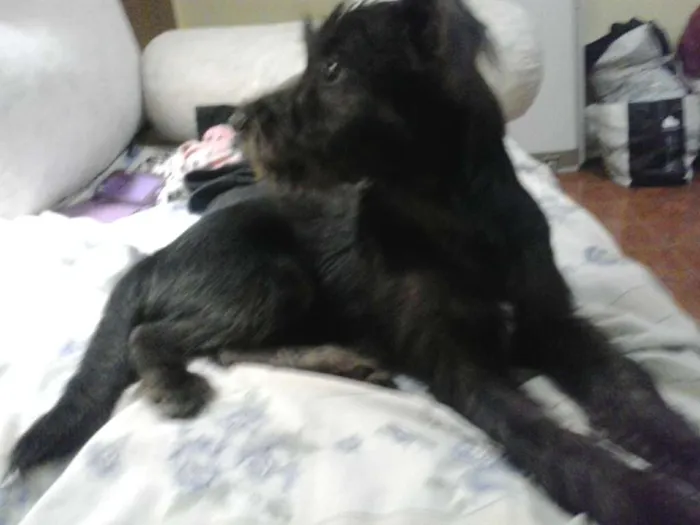 Cachorro ra a SRD idade 2 a 6 meses nome Tobby