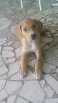 LAILA