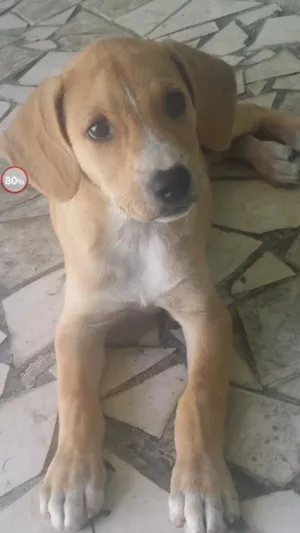 Cachorro raça Sem raça definida idade 2 a 6 meses nome LAILA