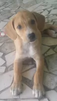 LAILA