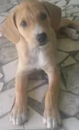 LAILA