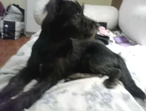 Cachorro raça SRD idade 2 a 6 meses nome Tobby