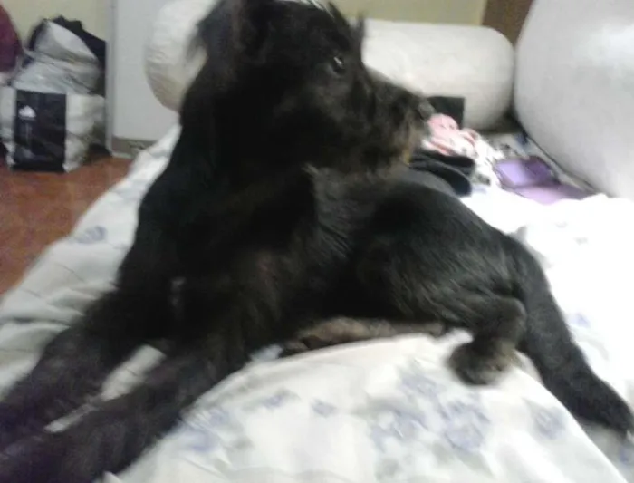 Cachorro ra a SRD idade 2 a 6 meses nome Tobby