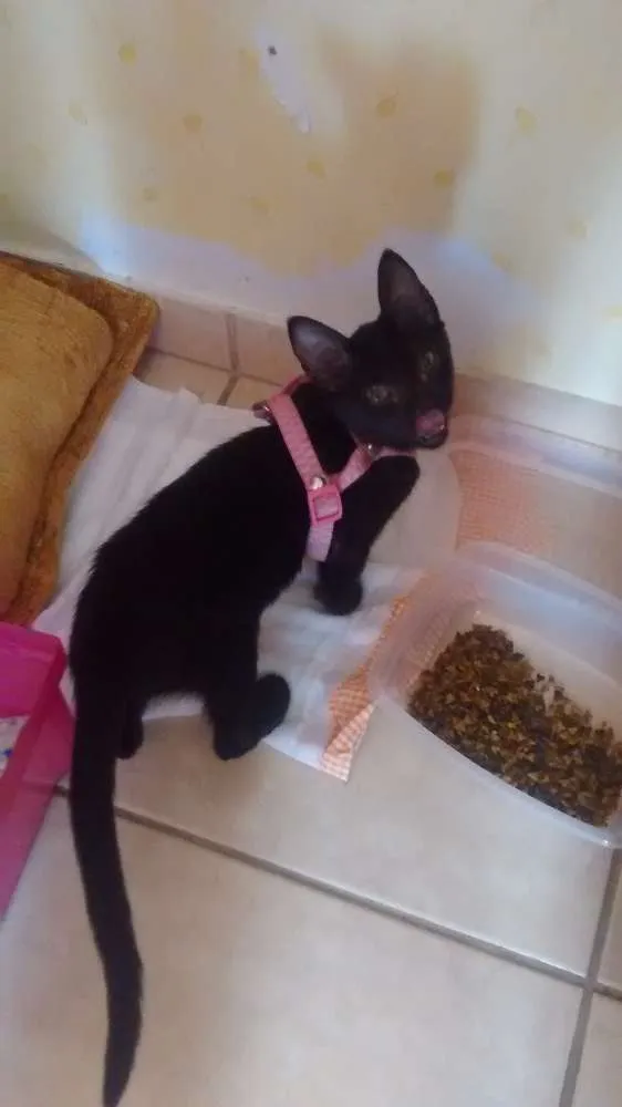Gato ra a  idade 2 a 6 meses nome Melinda