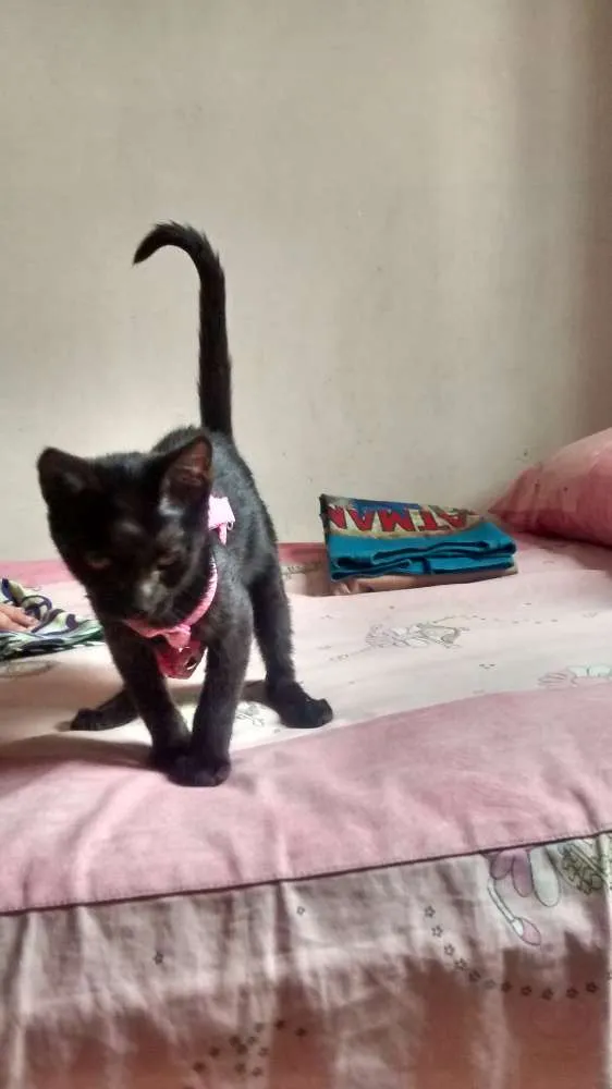 Gato ra a  idade 2 a 6 meses nome Melinda