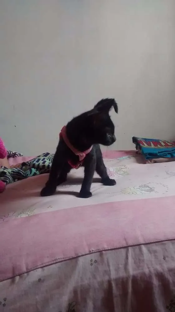 Gato ra a  idade 2 a 6 meses nome Melinda