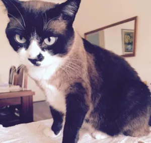 Gato raça  idade 5 anos nome Blue