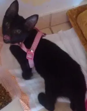 Gato raça  idade 2 a 6 meses nome Melinda
