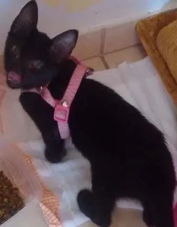 Gato ra a  idade 2 a 6 meses nome Melinda