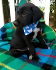 Beto