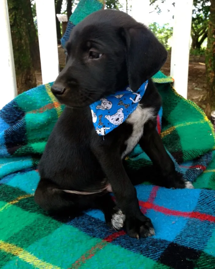 Cachorro ra a srd idade 2 a 6 meses nome Beto