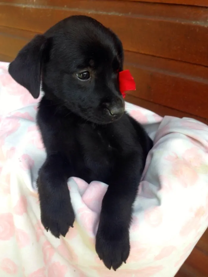 Cachorro ra a SRD idade 2 a 6 meses nome Enzo