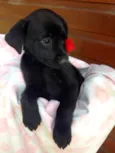Enzo