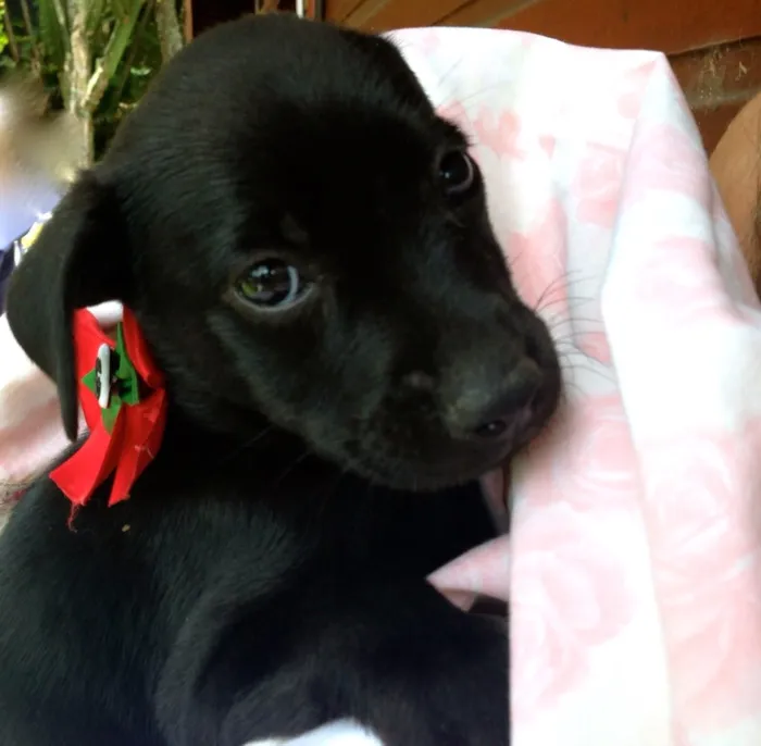 Cachorro ra a SRD idade 2 a 6 meses nome Enzo
