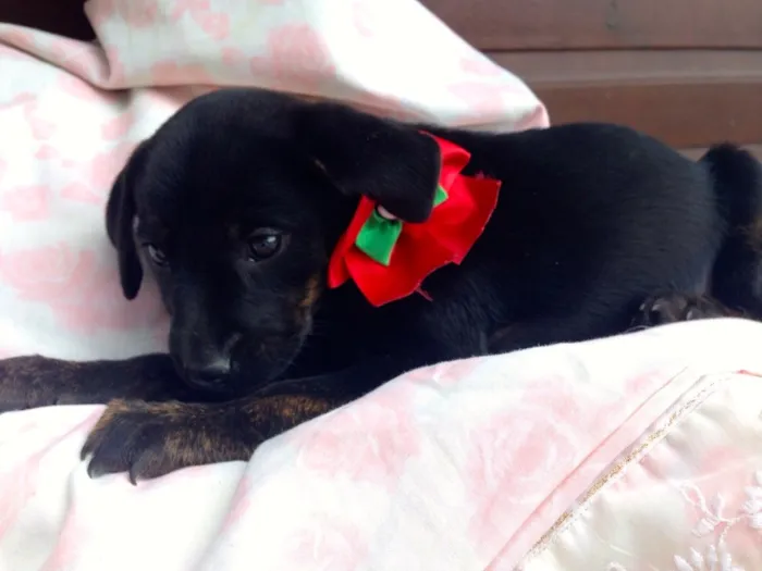 Cachorro ra a SRD idade 2 a 6 meses nome Enzo