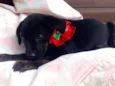 Enzo
