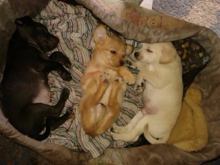 Cachorro ra a SRD idade Abaixo de 2 meses nome Filhotes