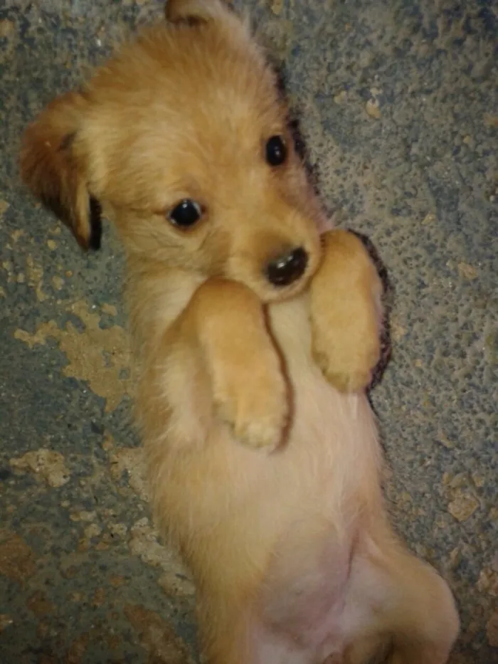 Cachorro ra a SRD idade Abaixo de 2 meses nome Filhotes
