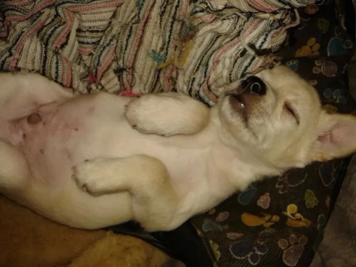 Cachorro ra a SRD idade Abaixo de 2 meses nome Filhotes
