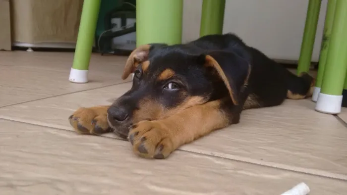 Cachorro ra a srd idade 2 a 6 meses nome Kenia