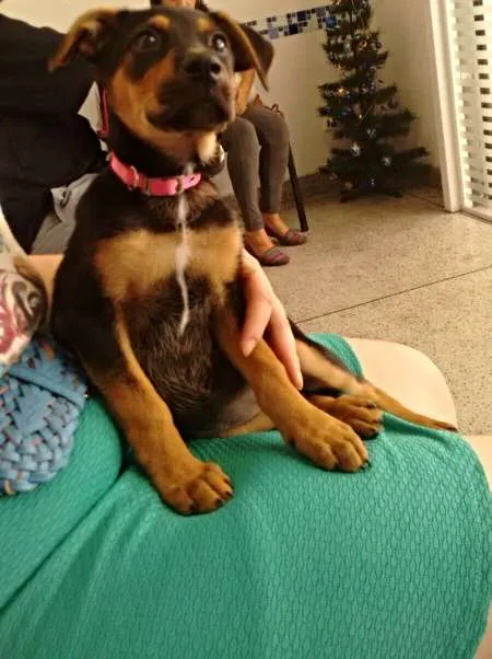 Cachorro ra a srd idade 2 a 6 meses nome Kenia